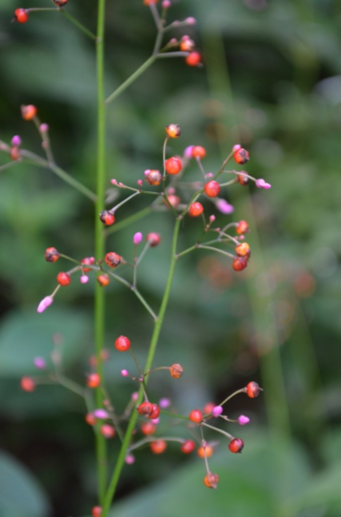南縱走（象山、拇指山、南港山）封面圖