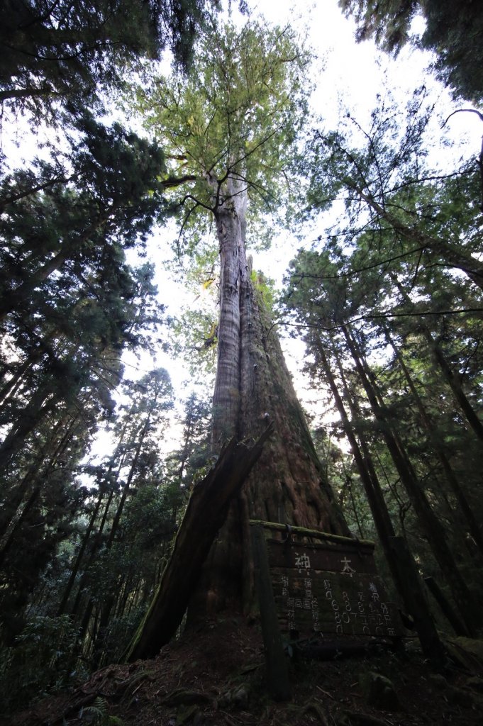 水樣森林 第一次在山裡過夜_658957