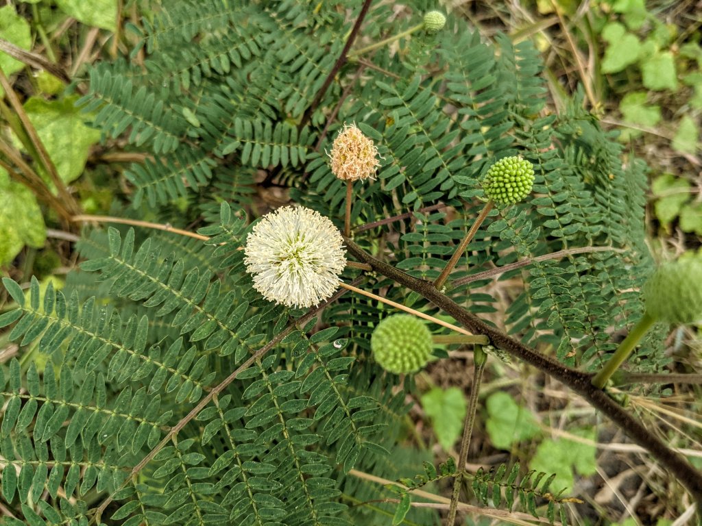 20210321高雄岡山小崗山封面圖