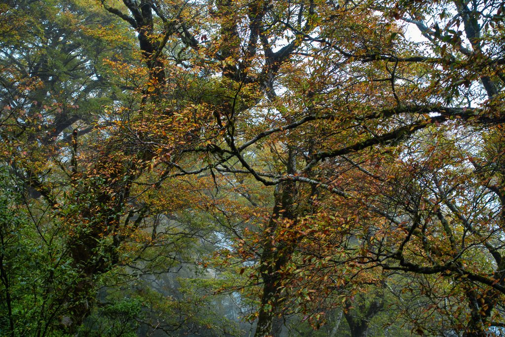 霧色下的太平山台灣山毛櫸步道_1144801