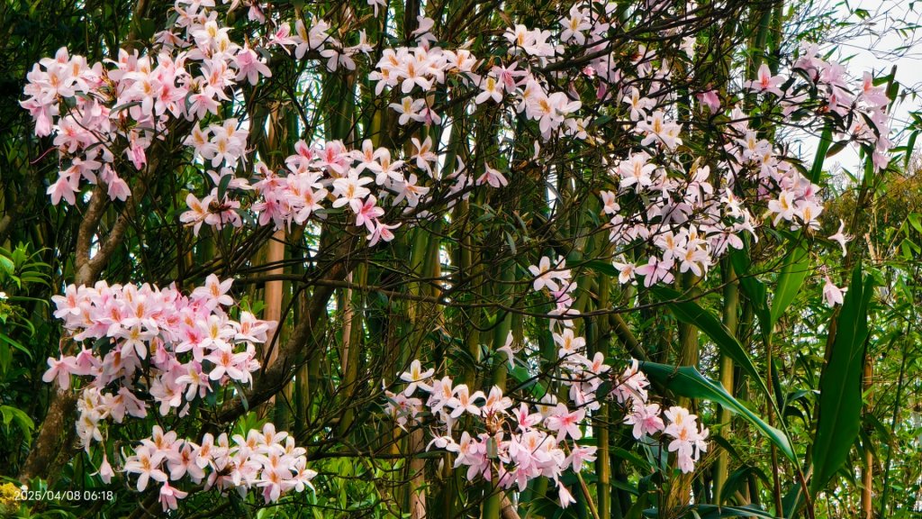 #翡翠水庫壩頂 #月亮雲海 #日出雲海 #鱷魚島雲海 3/25&265_2755968
