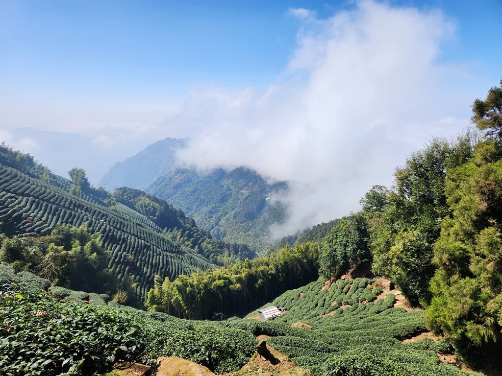 【南投】留龍頭連走金柑樹山及嶺頭山_2040885