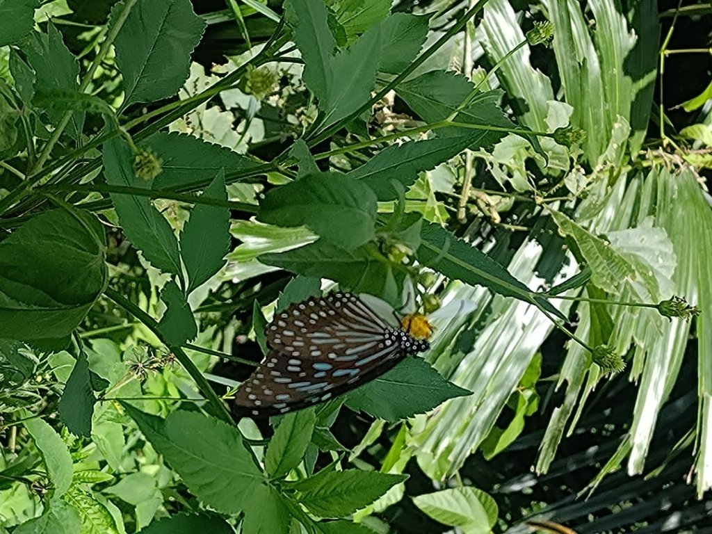 華山4-2號步道上雲嘉連峰_2579304