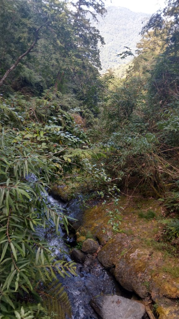 鎮西堡B區神木_1495844