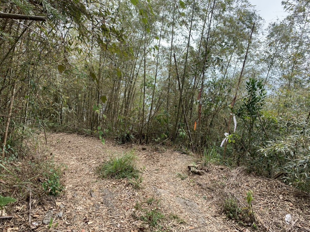 20240224嘉義半天岩山-尖凍山_2439703