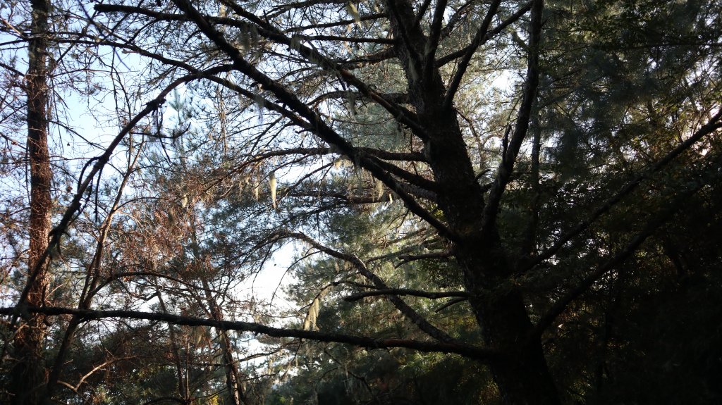 東埔山登山健行趣(中級山)_2031840