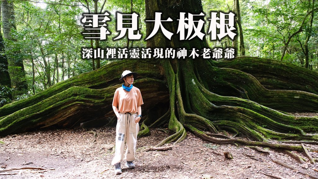 雪見大板根封面圖