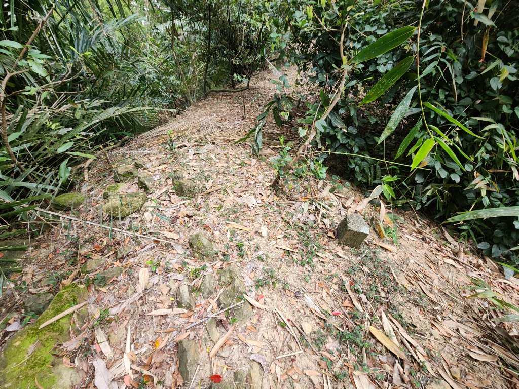 20250329東坑山八角崠山打鹿坑山_2798881