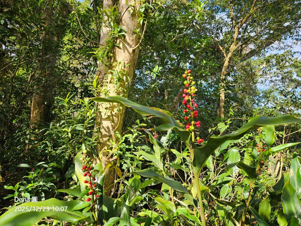 20251229石龜坑山上白石山下白石埤O走+阿姆坪_2976662
