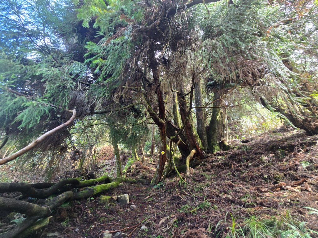 谷關七熊馬崙山_2748786