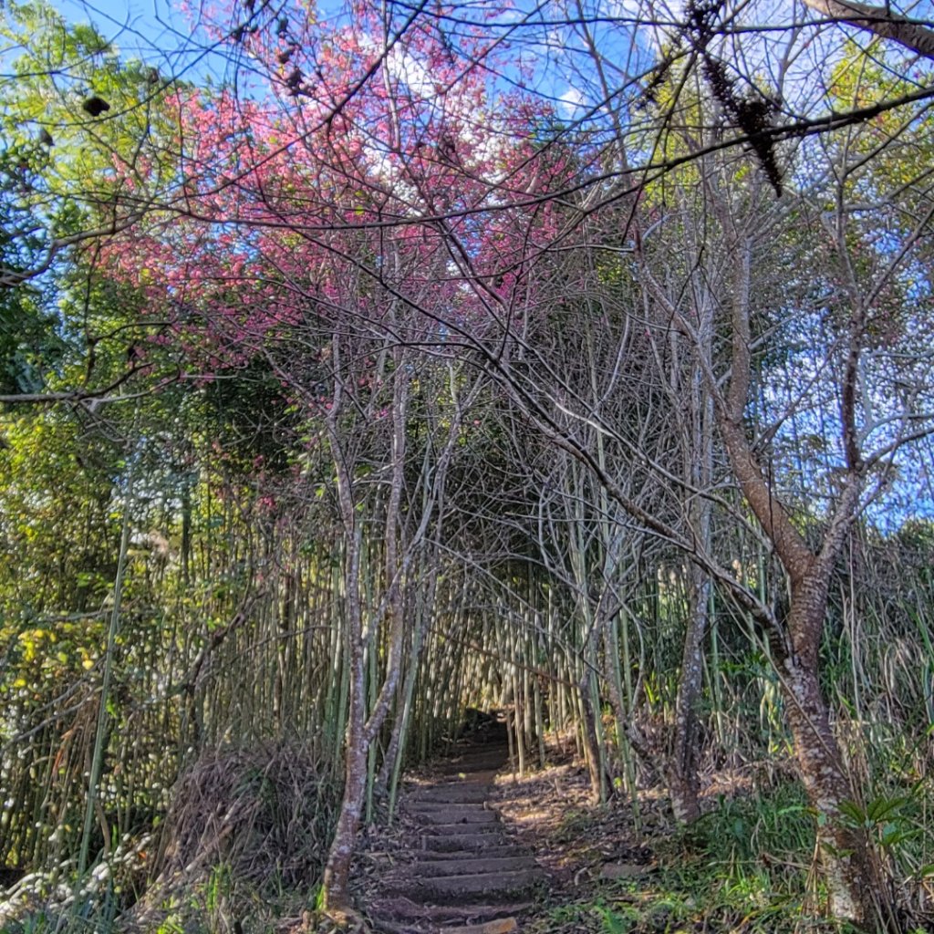 獵人古道連走瓊山_2395523