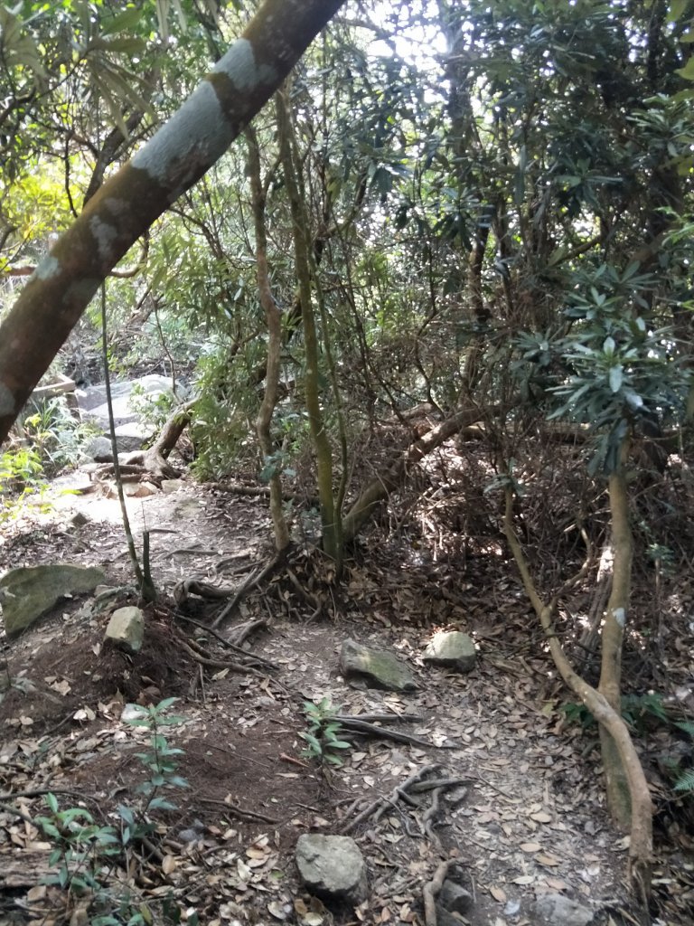 步道巡訪員 l 白毛山步道10月巡訪日誌_1119422