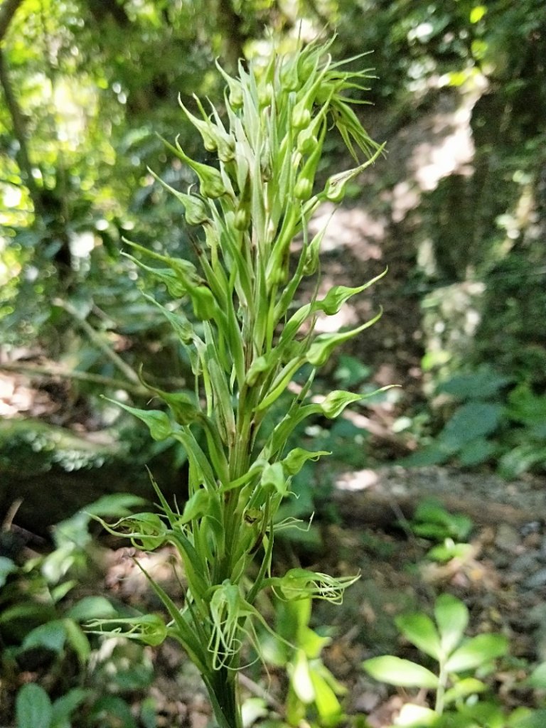 冠毛玉鳳蘭，一個半月，追蹤記錄_1103261