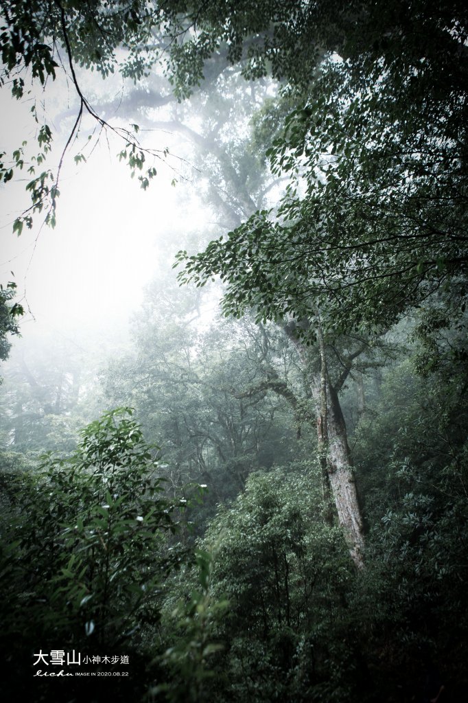 大雪山小神木步道_1103100