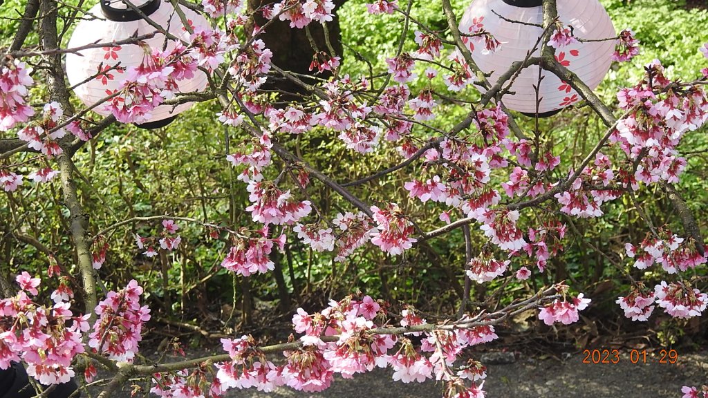 2023第一櫻 - 天元宮後山寒櫻(三色櫻)，櫻花與月亮_2010498