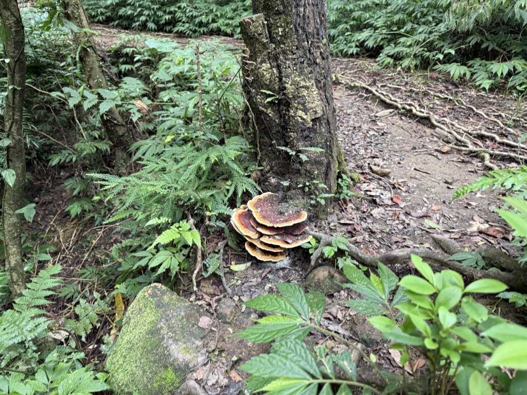 淡蘭北路第二段：燦光寮至澳底_2876409