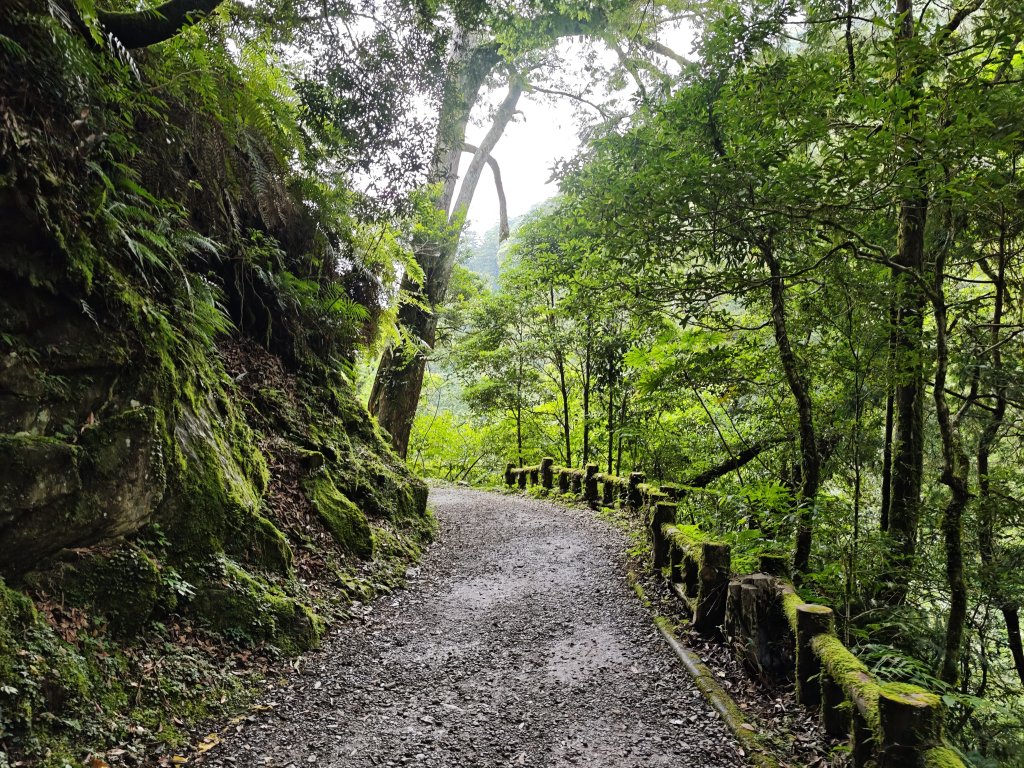 2025_0713 拉拉山神木群步道_2837715