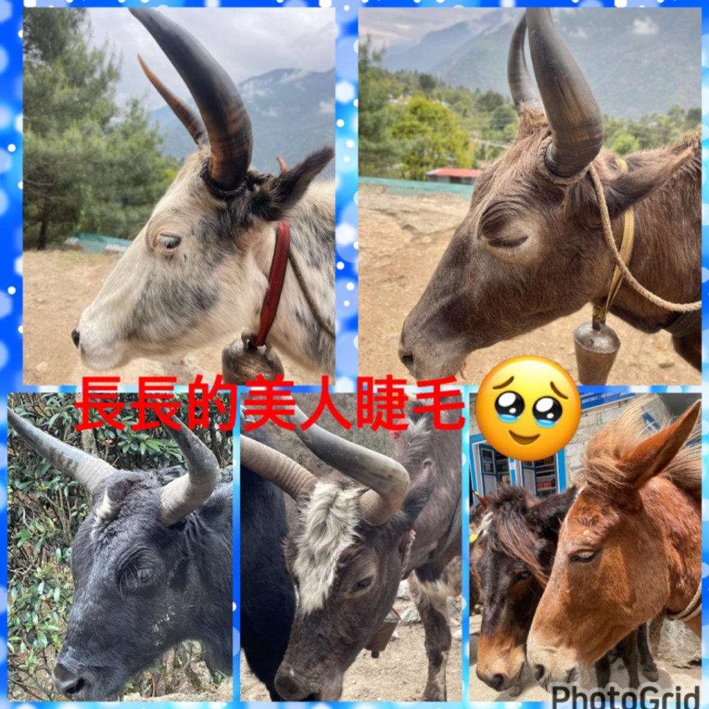 尼泊爾聖母峰EBC基地營❤️人物篇_2803396