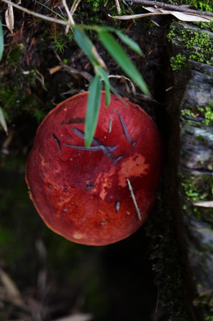 20140705差一點葛屁的合歡北西行_6831