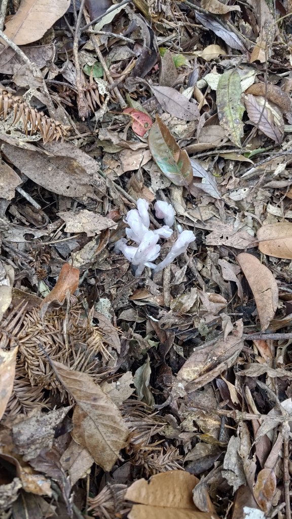 溪頭鳳凰山_2759190