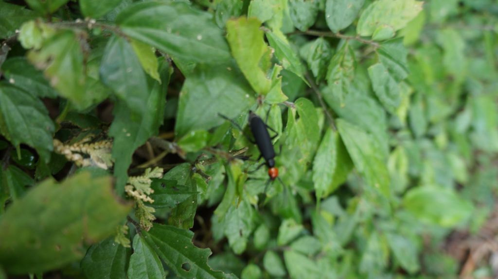 新溪洲山之樂_400287