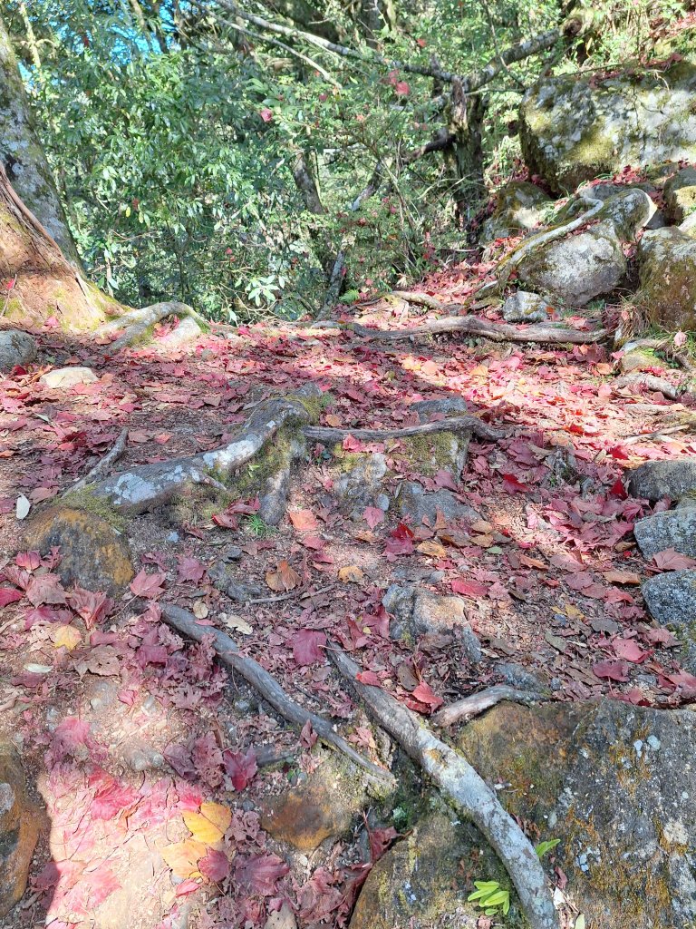 稍來神木+稍來山+稍來山南峰O型20241229_2679045