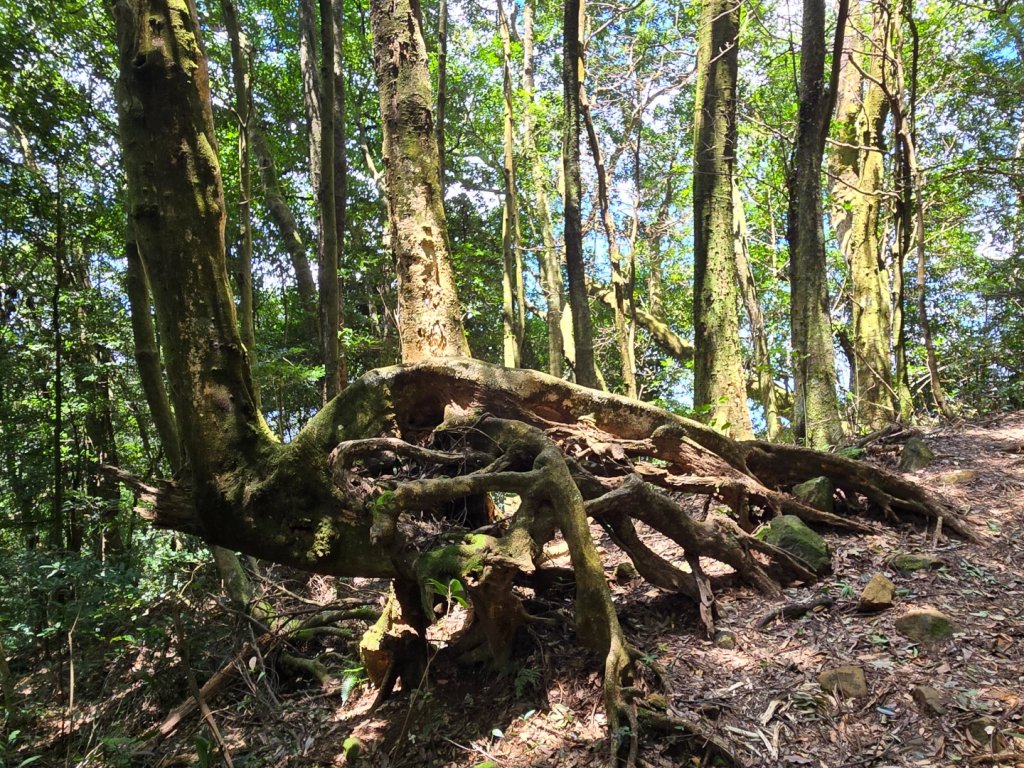 馬武督探索森林、外鳥嘴山_2860616