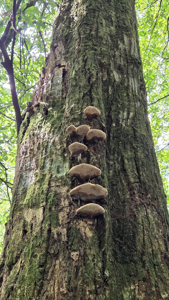 風和日麗來去烏來三山享受森林芬多精_2984363