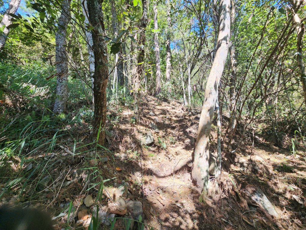 20241013東南稜上東卯山_2670987