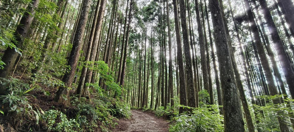 2025/06/07-鳥嘴山步道_2805976