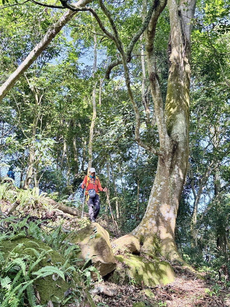 再訪八通關社寮古道登陳東坑山    2025.11.25_2946122