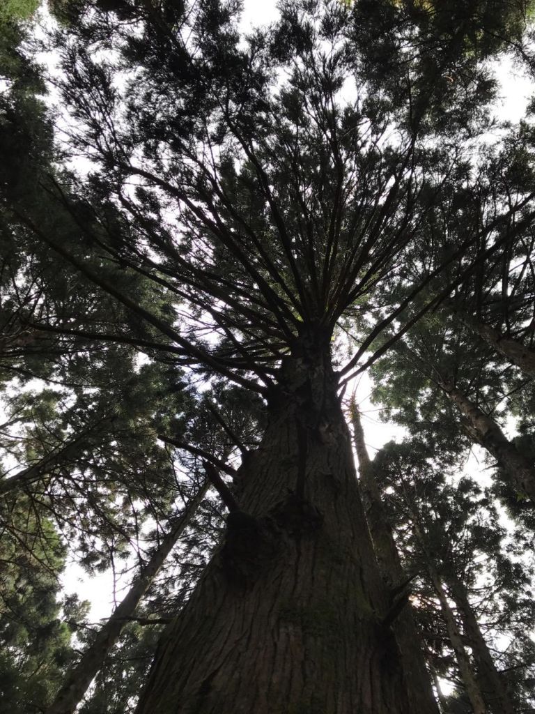 高台山島田山_184001