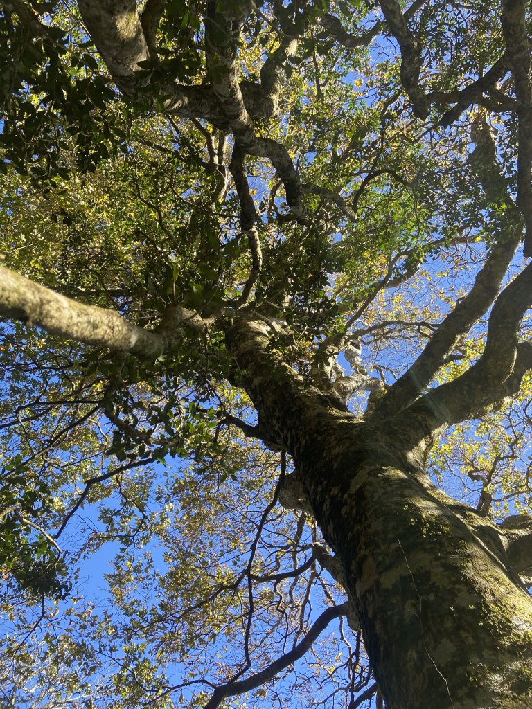 114.11.16 北得拉曼追黃金山毛櫸_2937881