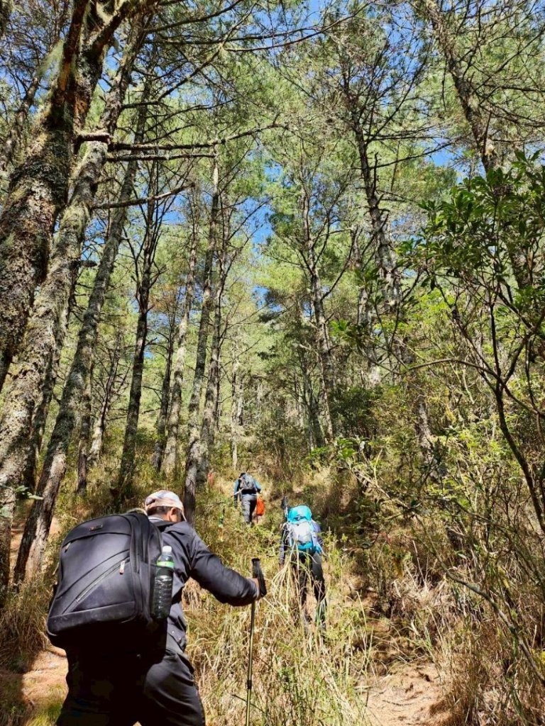 20260320四個毆鷄桑🦸‍♀️南橫溪頭山O繞關山嶺山_3022692