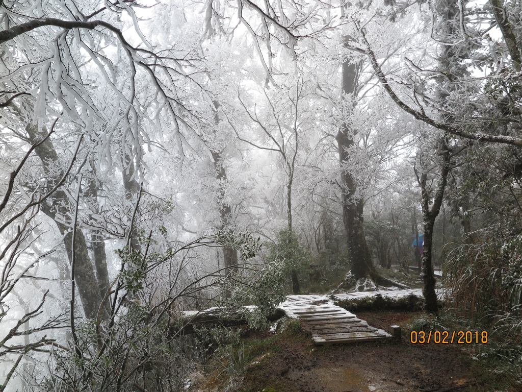 太平山 山毛櫸步道霧淞美景_262799