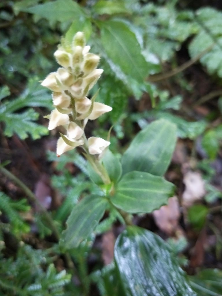 202009 菜公坑山，二子坪步道逛逛_1103239