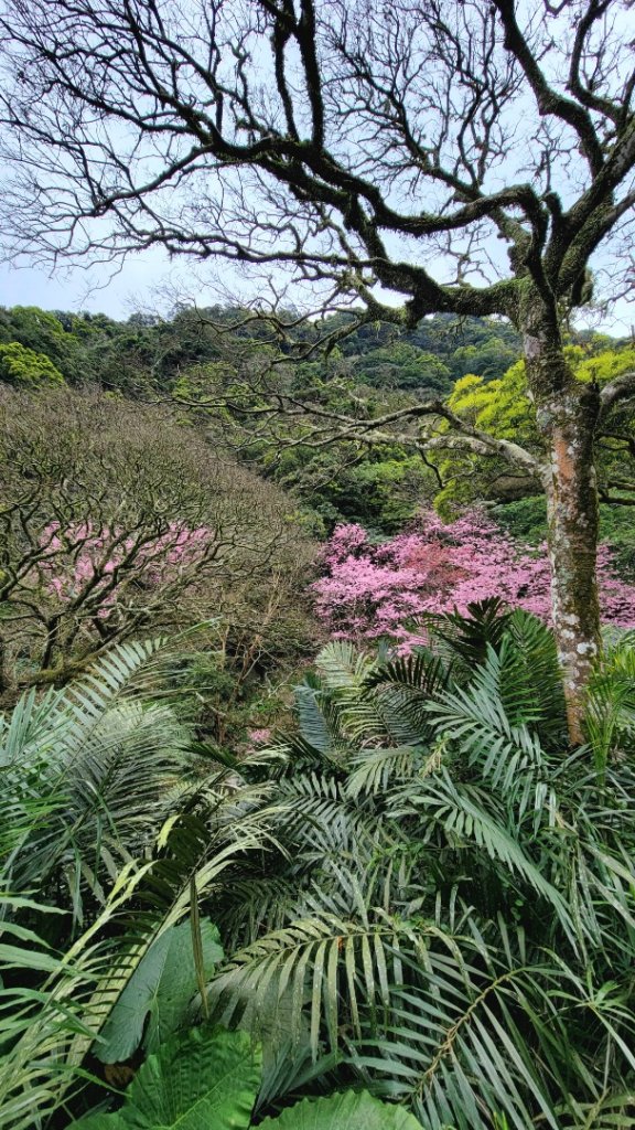賞花+爬山健行-20240224_2436939