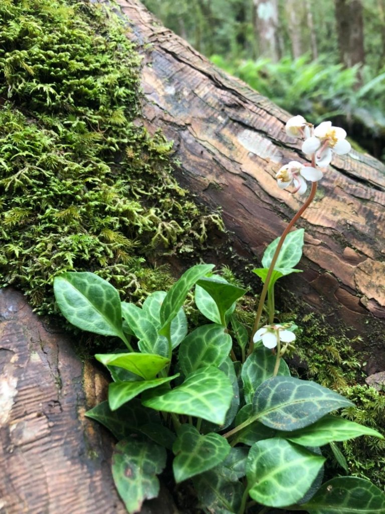 散落的珍珠-加羅湖_636611