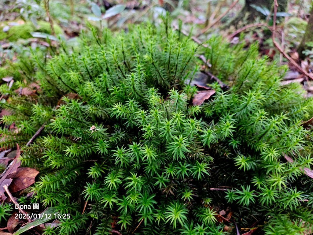 【北插天山】福山上北插天山(整理山徑架繩索布條完工)_2689784