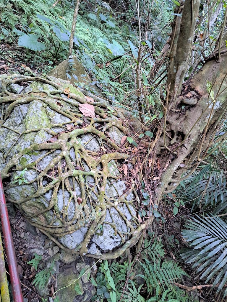 砂卡礑二日行D1：得卡倫步道→大禮部落→砂卡礑林道→立霧山→大同部落20231202_2368216