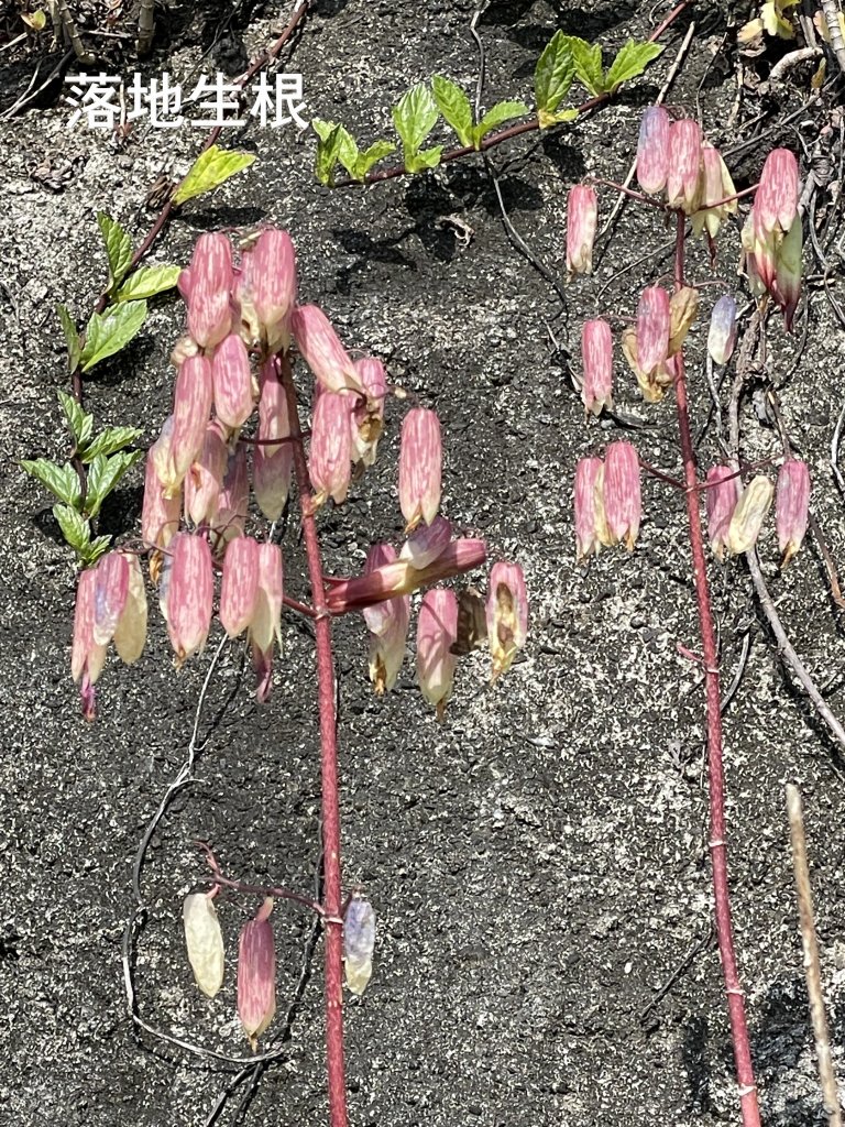 聖母登山步道（抹茶山）_2458319