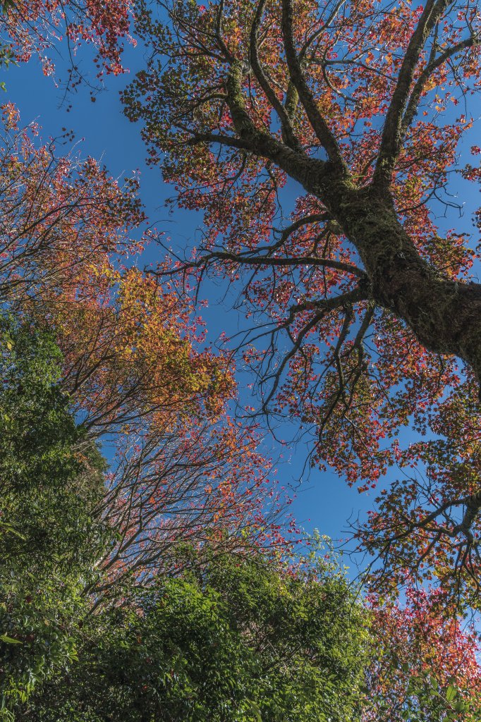 20221222稍來山_1964819