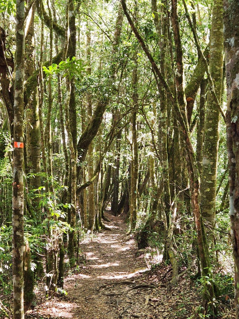 【南投】留龍頭連走金柑樹山及嶺頭山_2040864