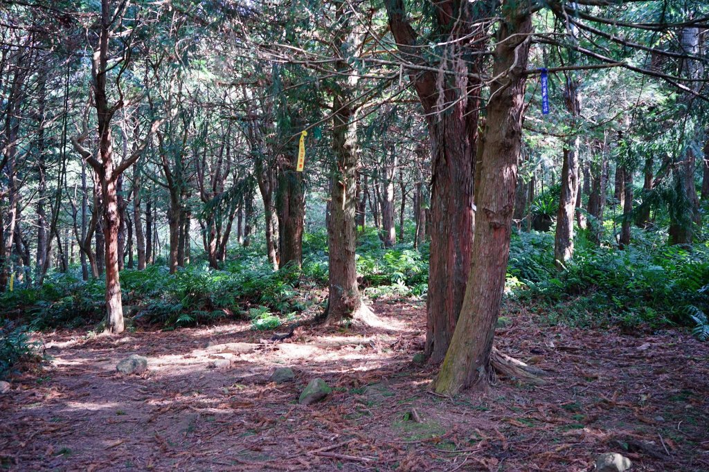 新竹關西鎮 水田林道之貴妃&那結山連走_1539675