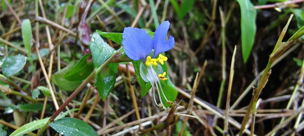 2025/09/20_鵝公髻山步道_2892236