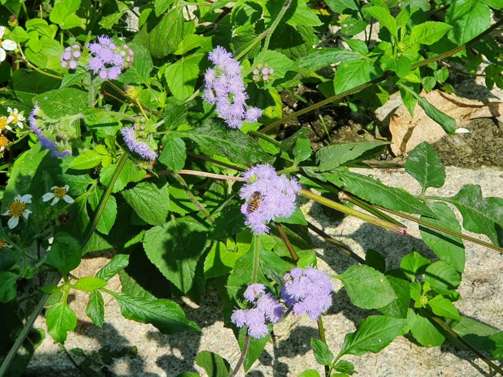 樟湖山6.8號步道_1233540