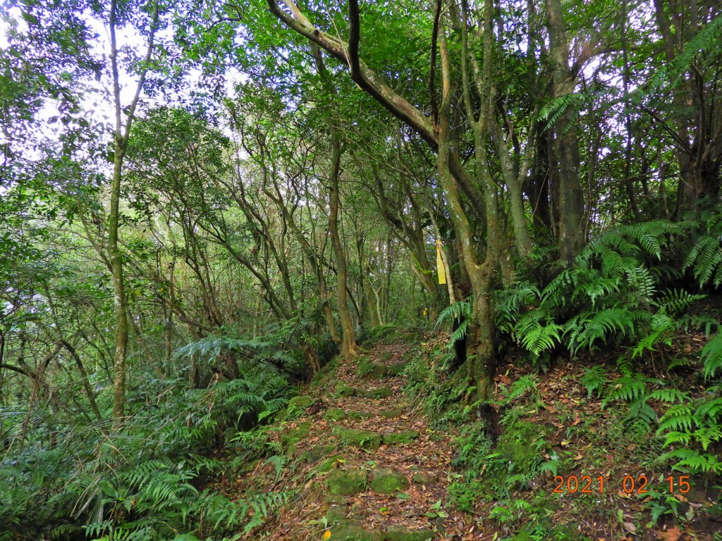 新北 雙溪 上內平林山、下內平林山_1273160