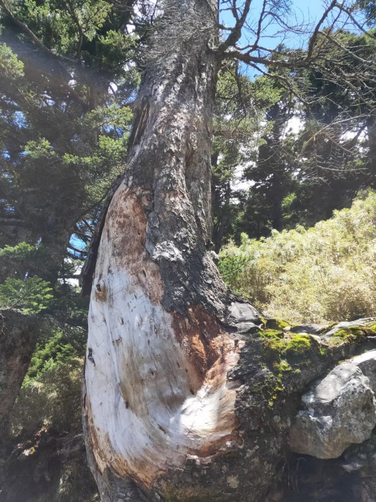 【忠の玉山單攻】~台灣地表最高的石頭~20200614_1742709