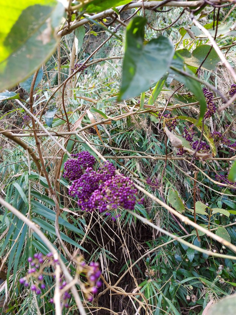 1100102樟之細路：龍潭-關西_1232313