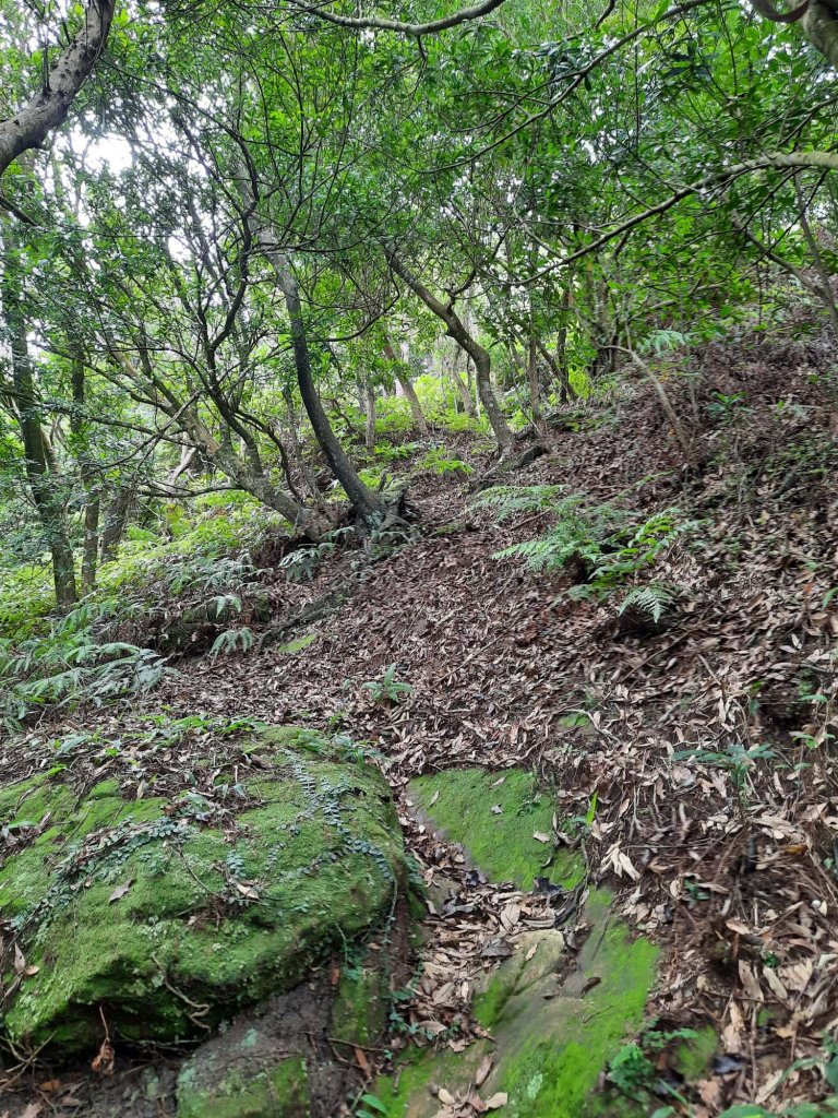 20230715 白雞三山 (鹿窟尖山-雞罩山-白雞山)，高CP好吃的食三麵屋_2219380